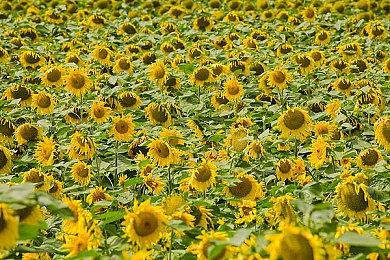 泰拉瑞亚国服10月27日《爱的付出》更新前瞻